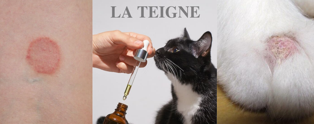 You are currently viewing LA TEIGNE
